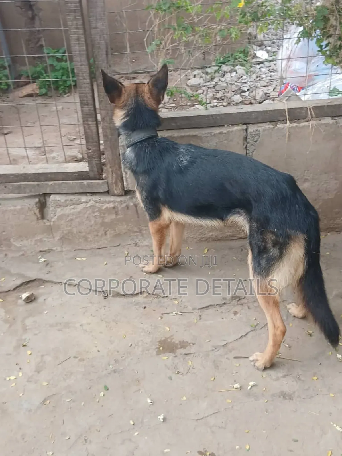6-12 months Female Purebred German Shepherd