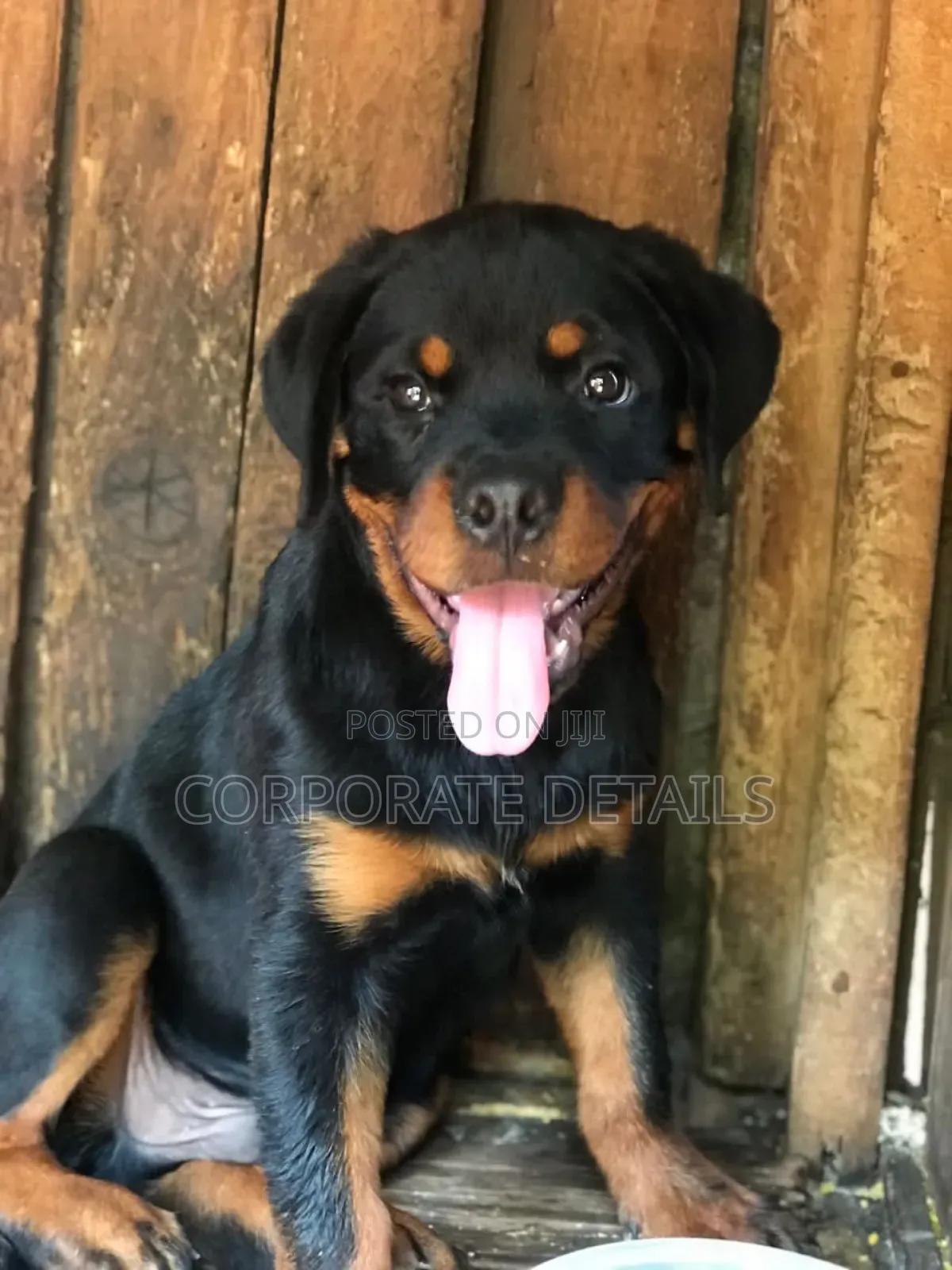 3-6 months Female Purebred Rottweiler