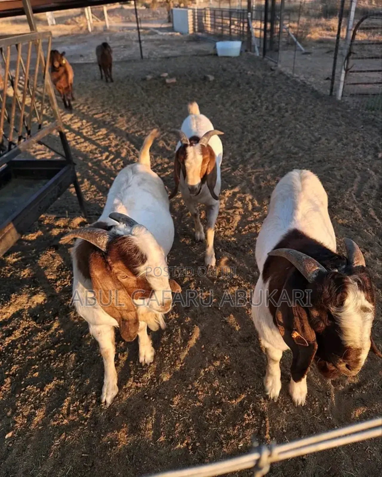 Nice Boer Goat