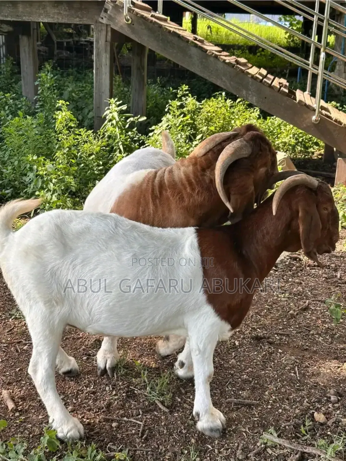 Nice Boer Goat