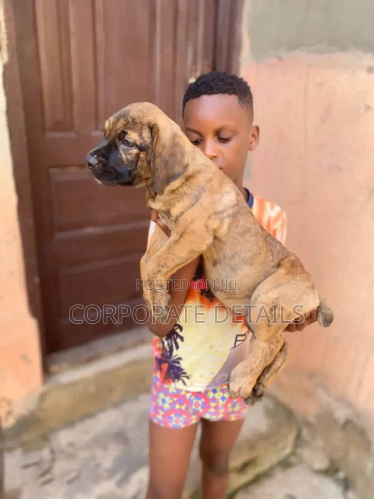 1-3 months Female Purebred Boerboel