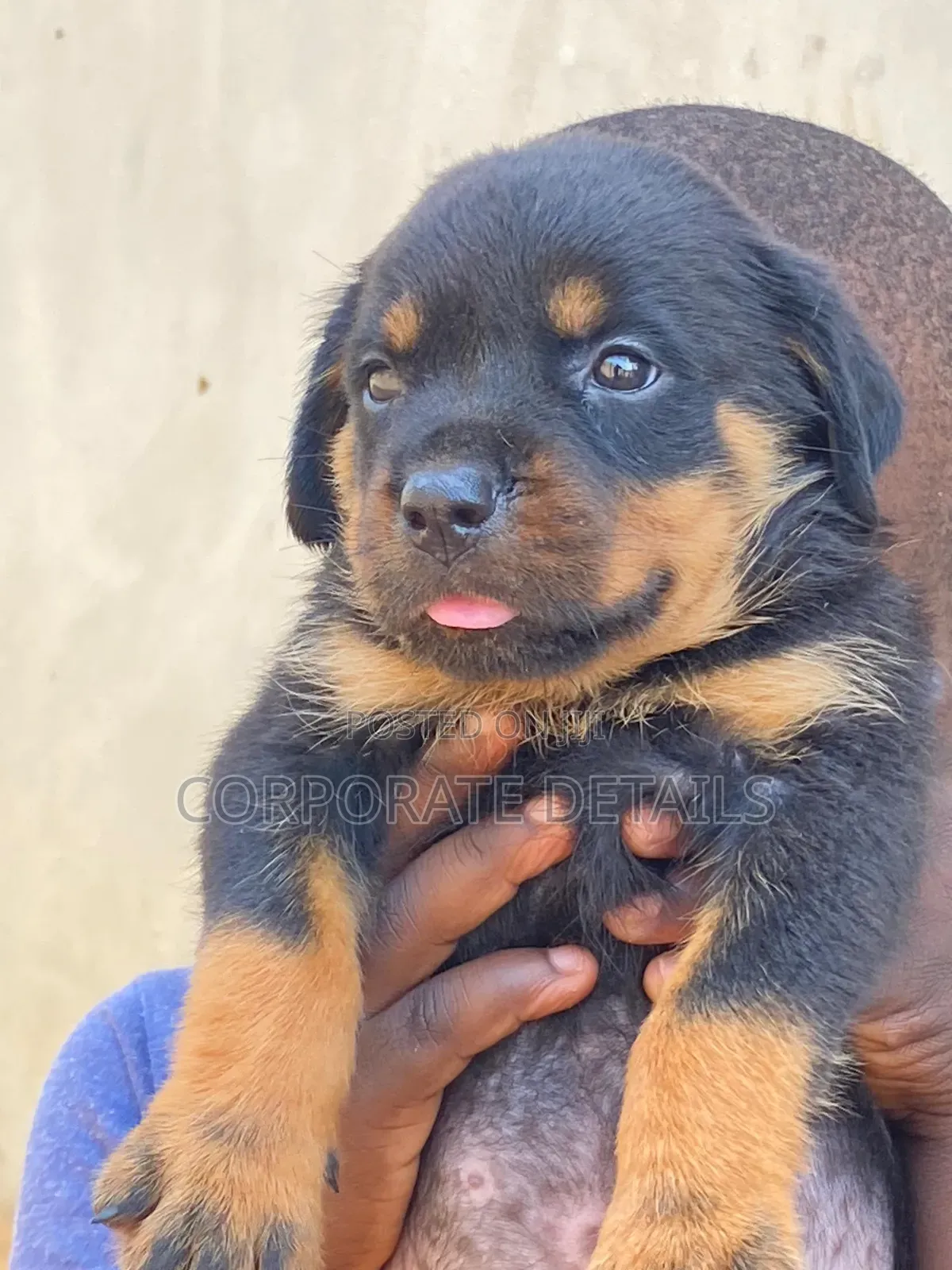 1-3 months Female Purebred Rottweiler