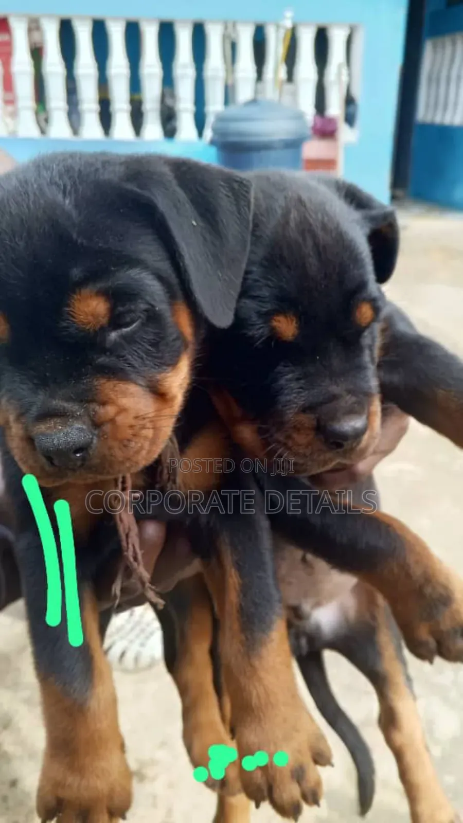 1-3 months Female Purebred Rottweiler