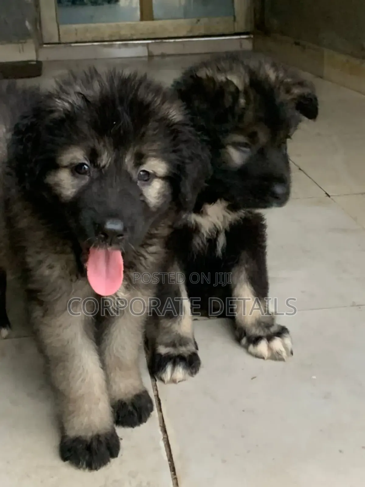 1-3 months Female Purebred Caucasian Shepherd