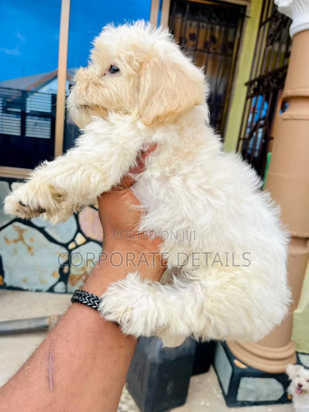 1-3 months Female Purebred Maltese