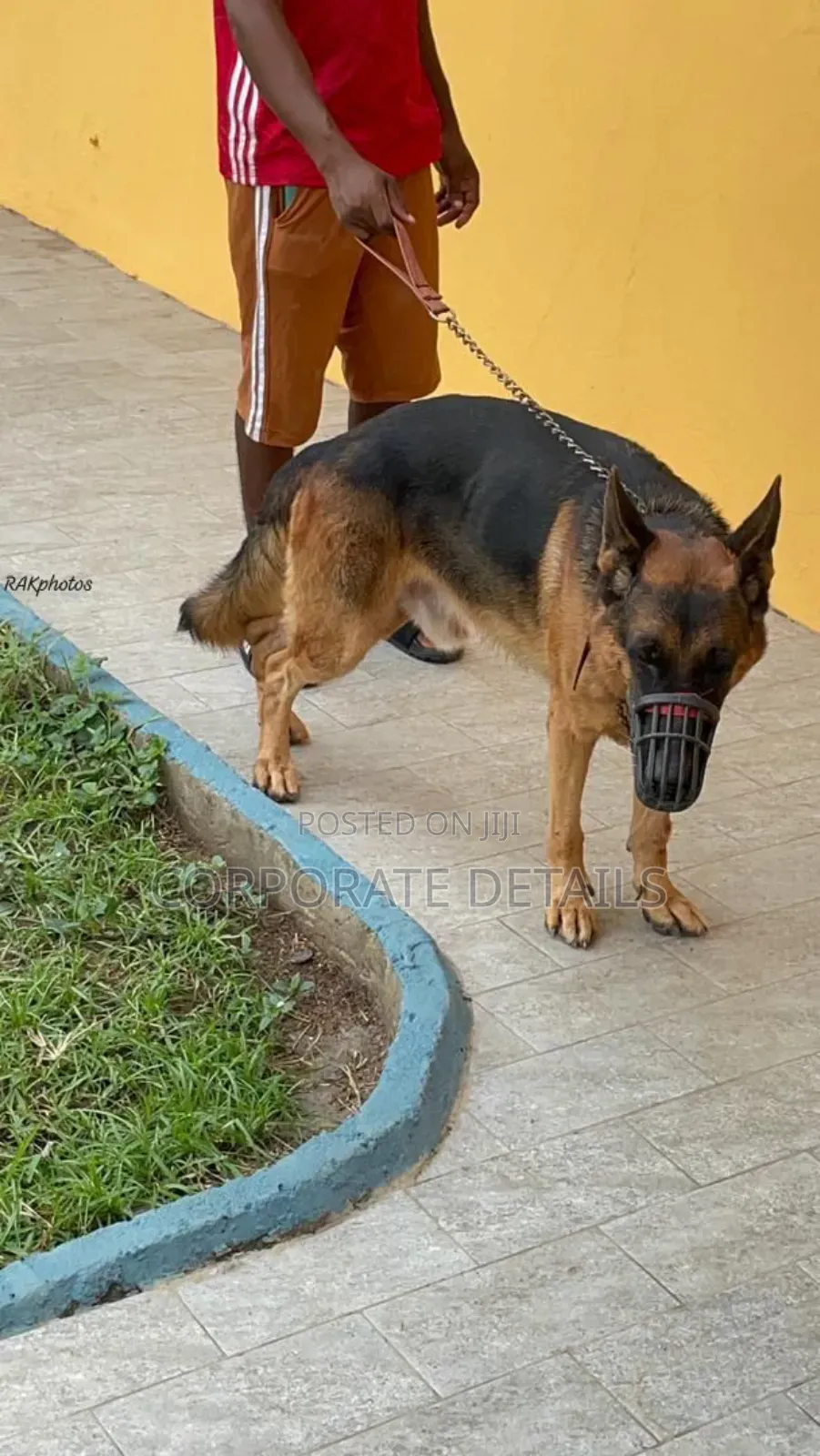 1+ year Male Purebred German Shepherd