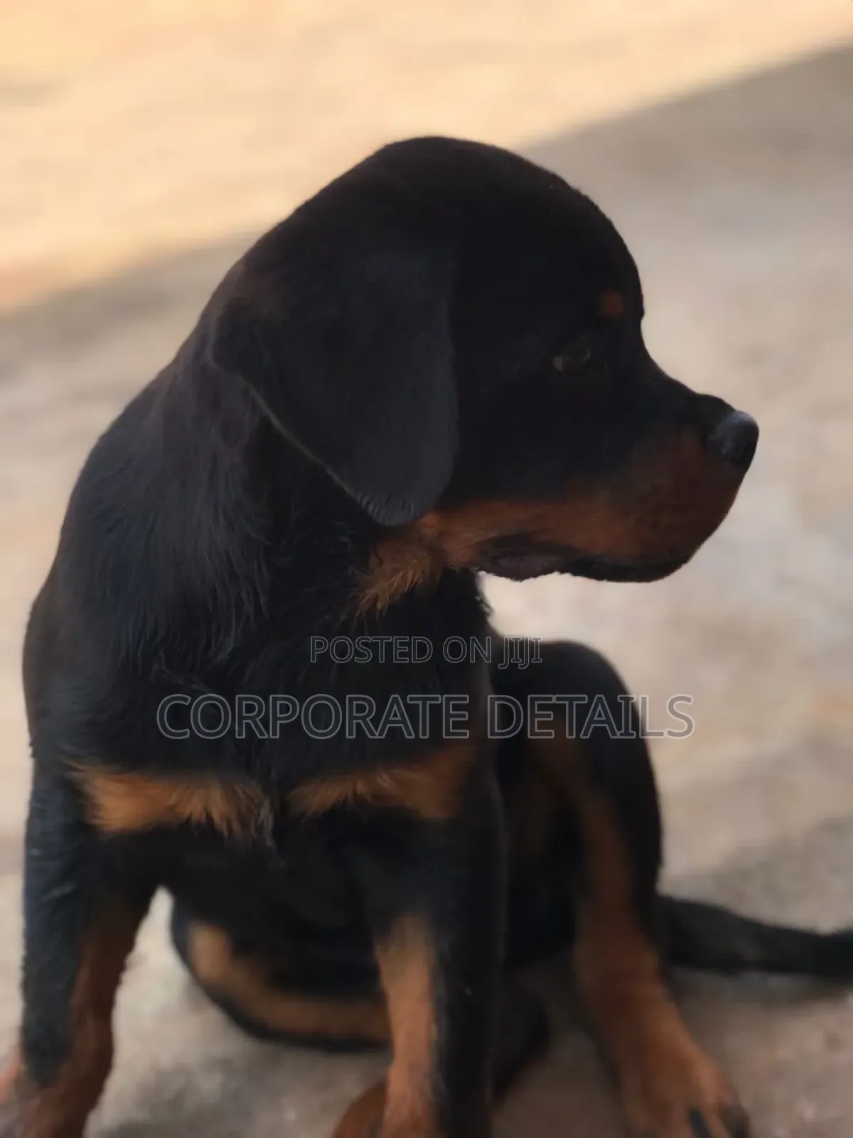 1-3 months Female Purebred Rottweiler