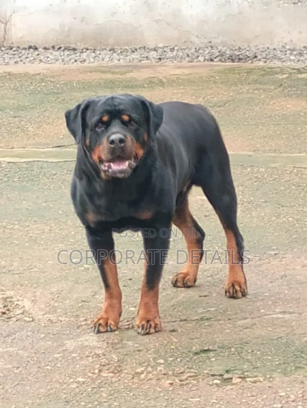 1+ year Female Purebred Rottweiler