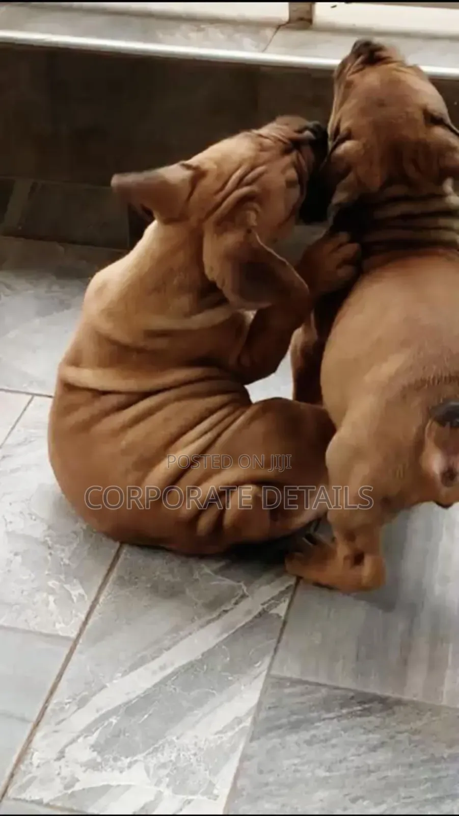 1-3 months Female Purebred Boerboel