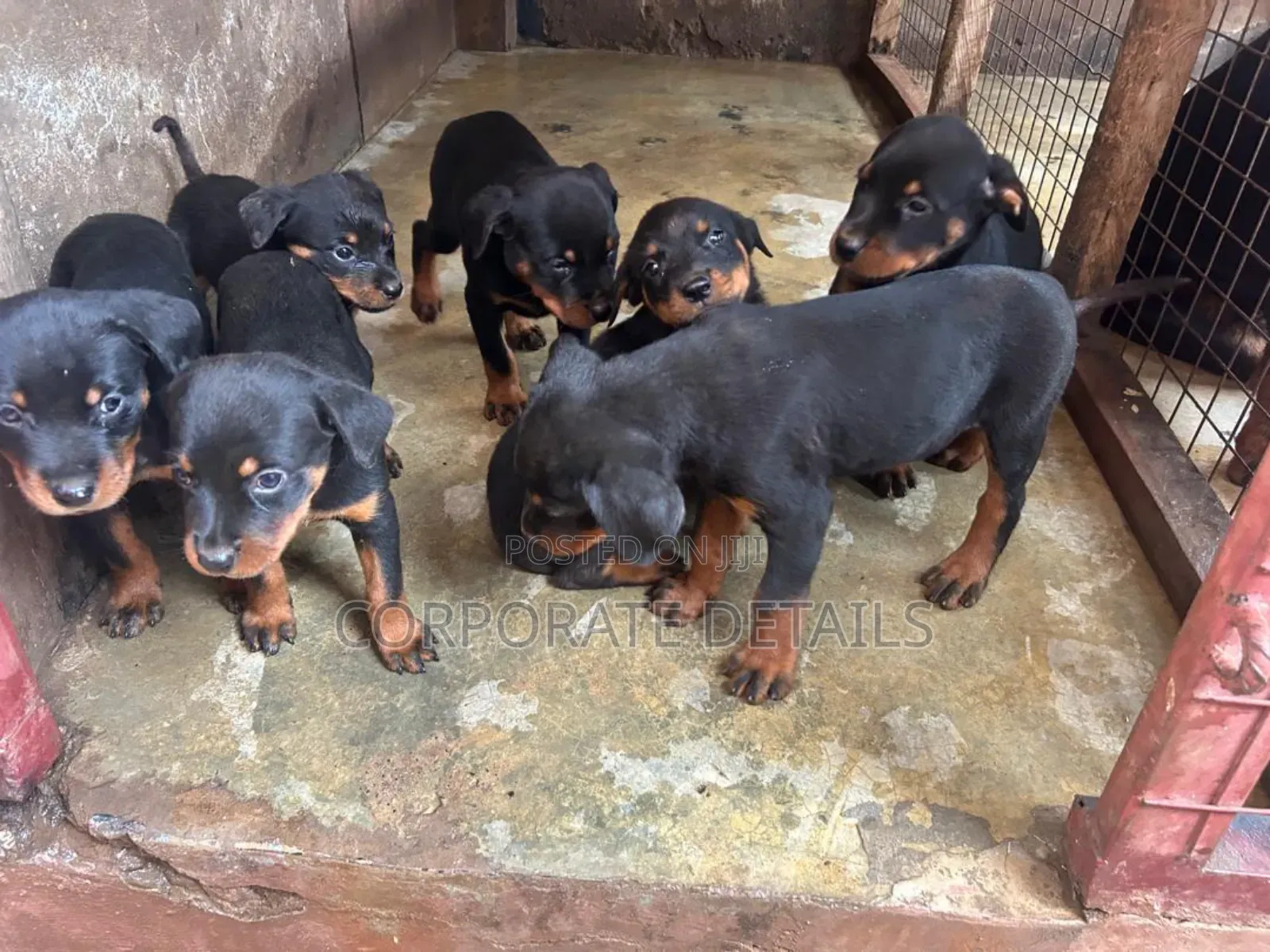 1-3 months Female Purebred Rottweiler
