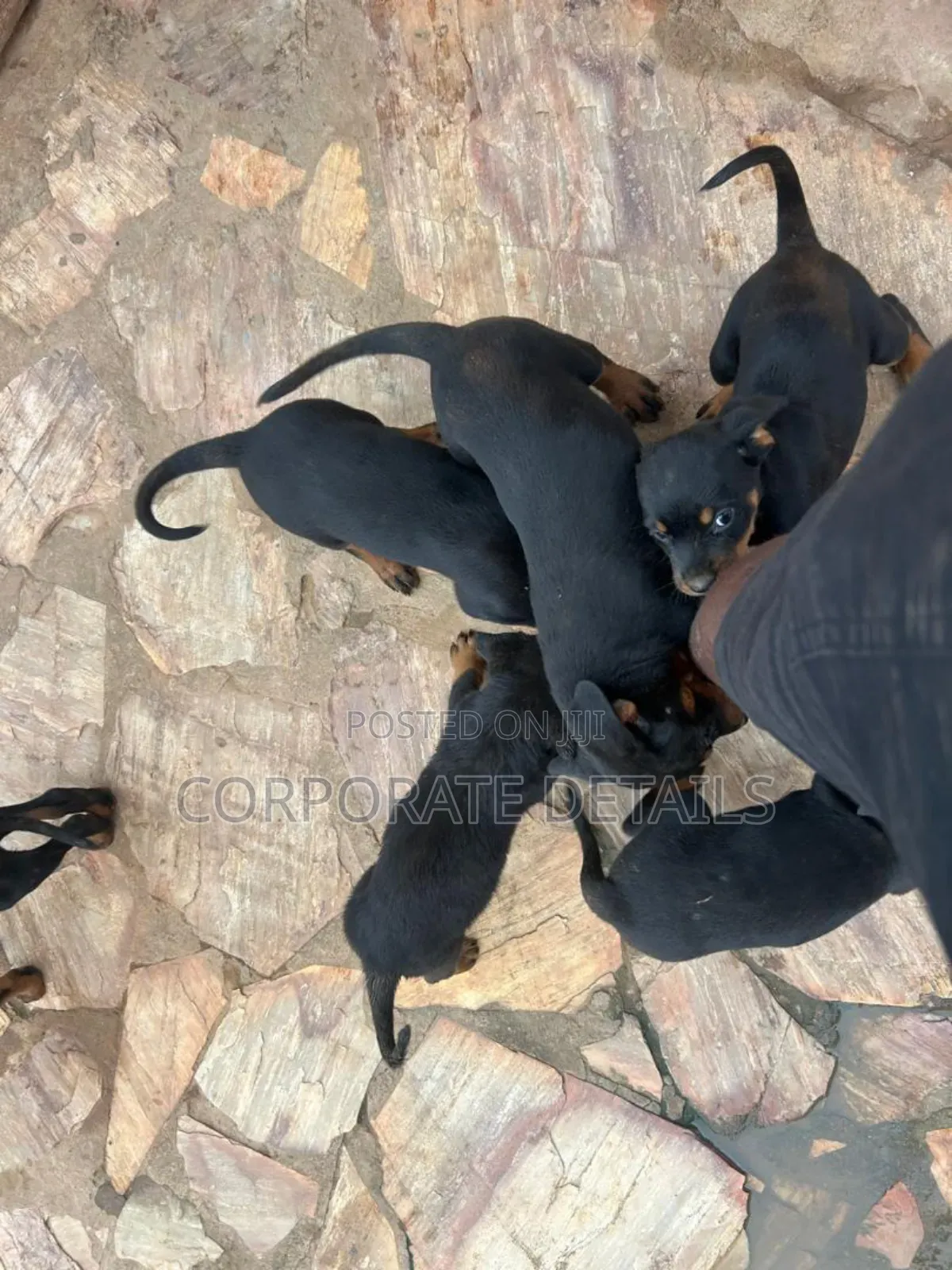 1-3 months Female Purebred Rottweiler