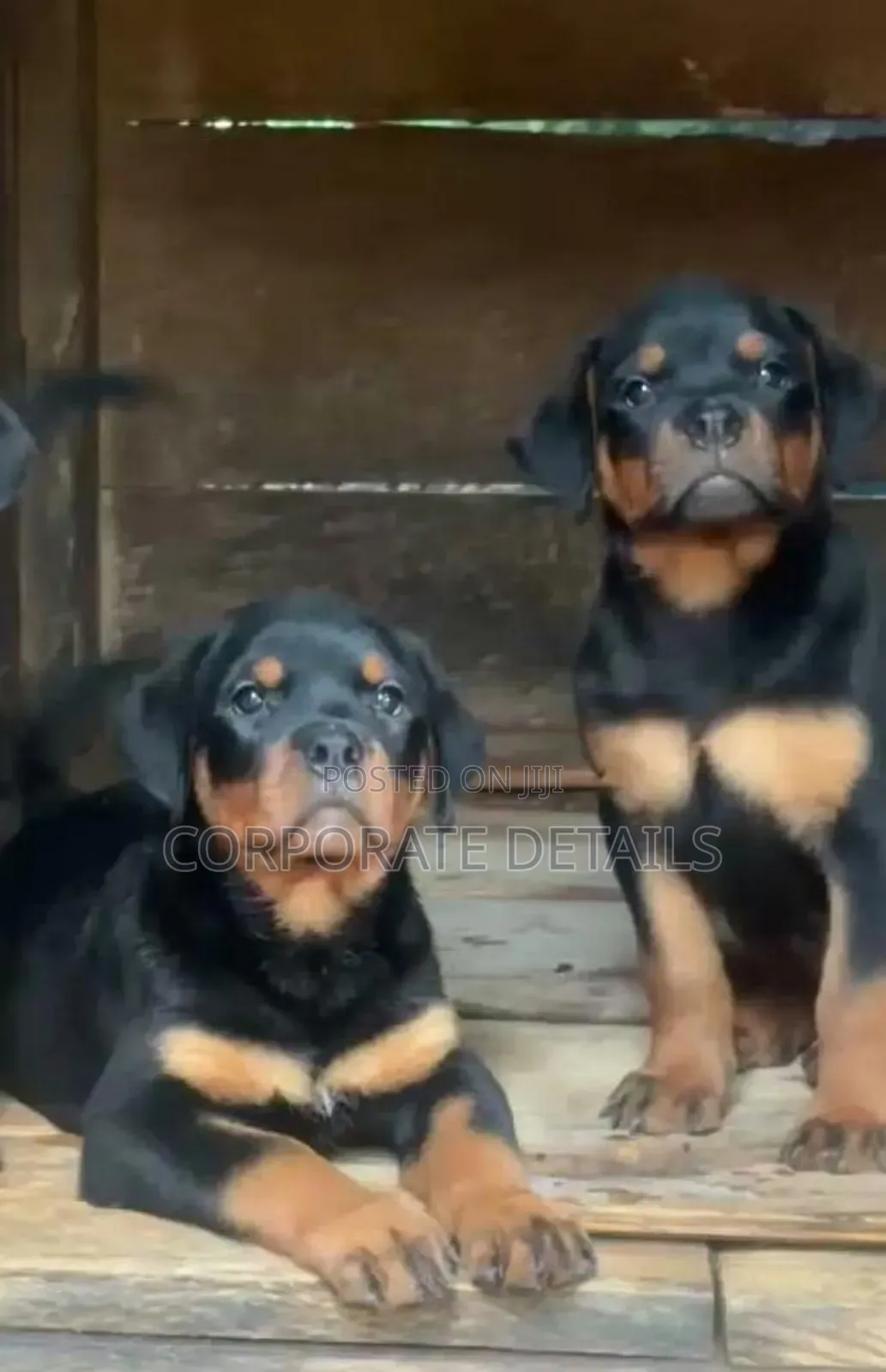 3-6 months Female Purebred Rottweiler