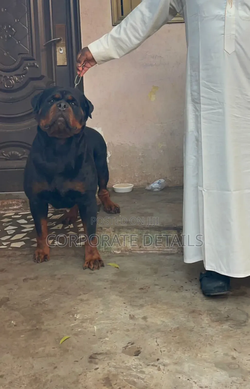 3-6 months Female Purebred Rottweiler