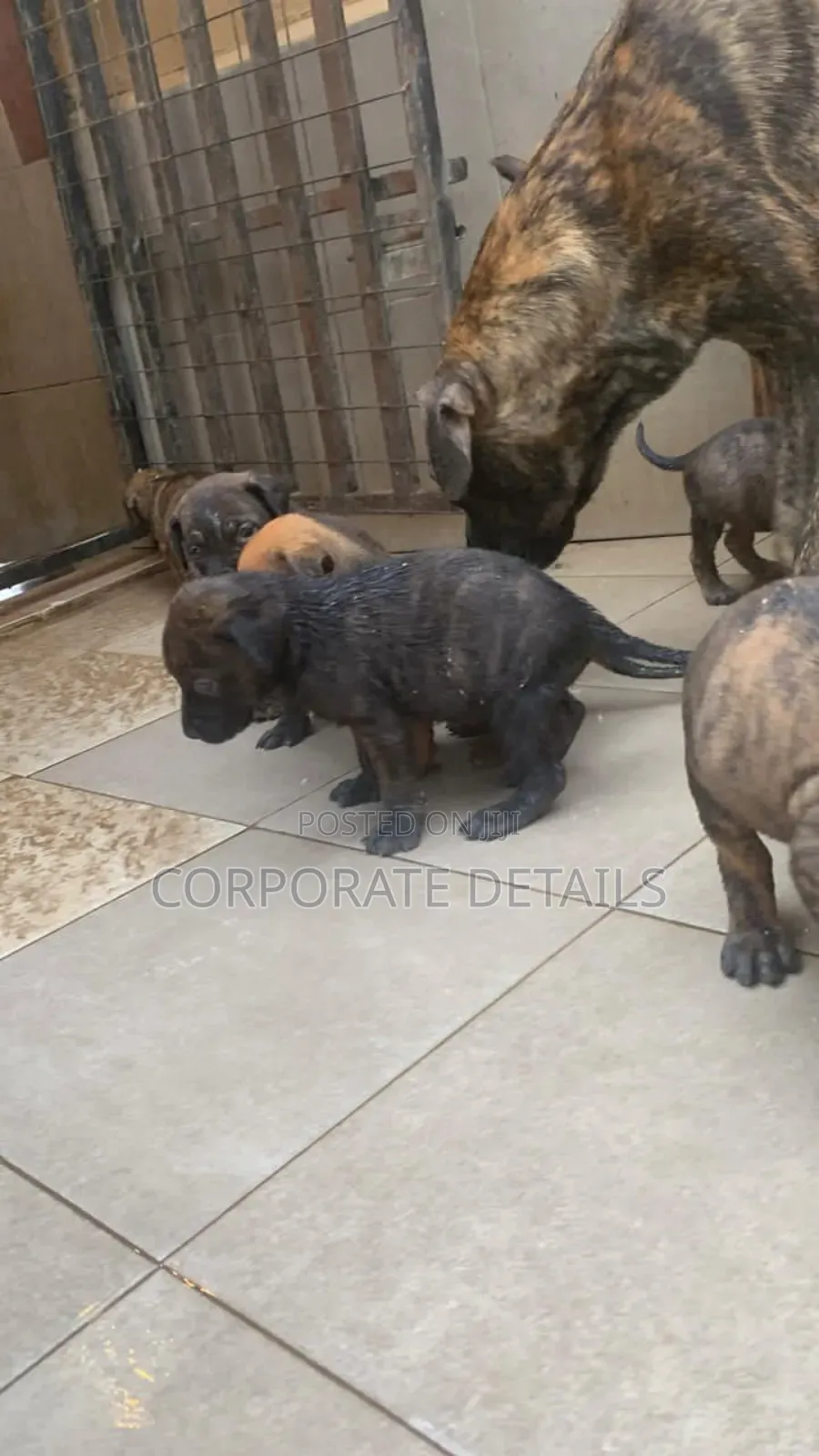 1-3 months Female Purebred Boerboel
