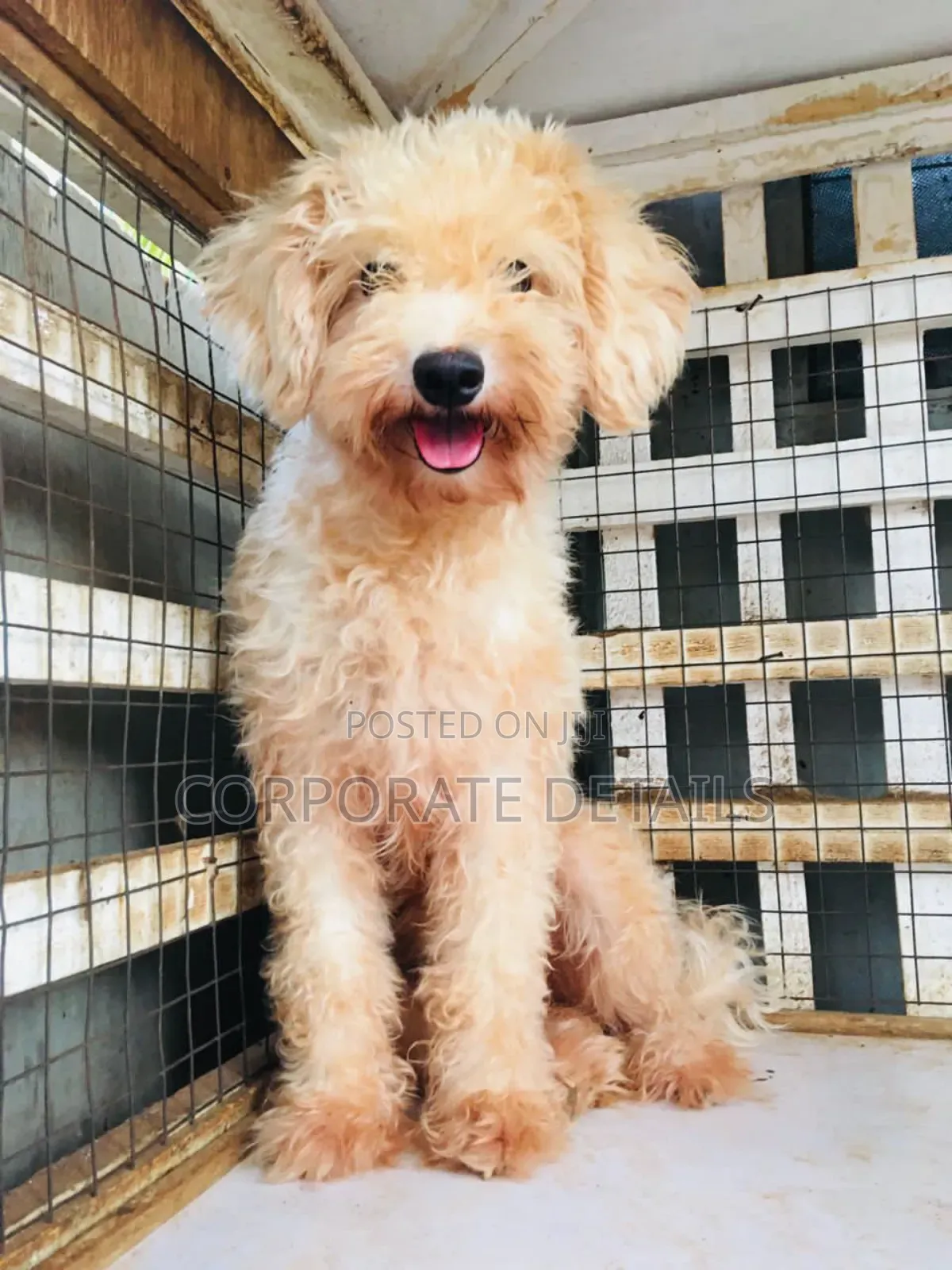 1-3 months Female Purebred Maltese