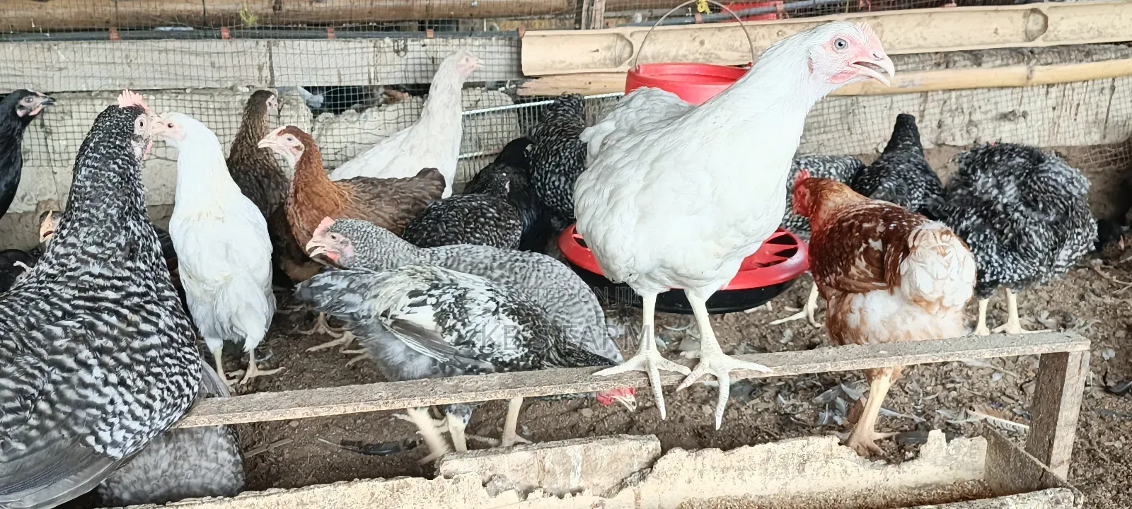 Well Vaccinated Fulani Fowls for Sell