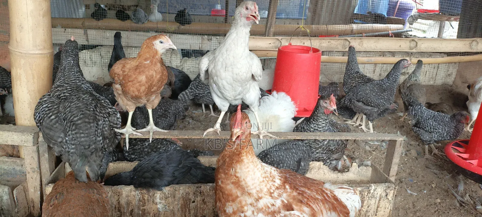 Well Vaccinated Fulani Fowls for Sell