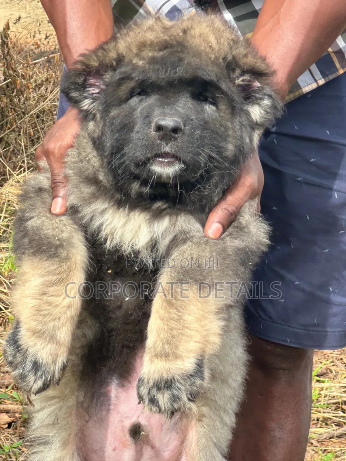 1-3 months Female Purebred Caucasian Shepherd