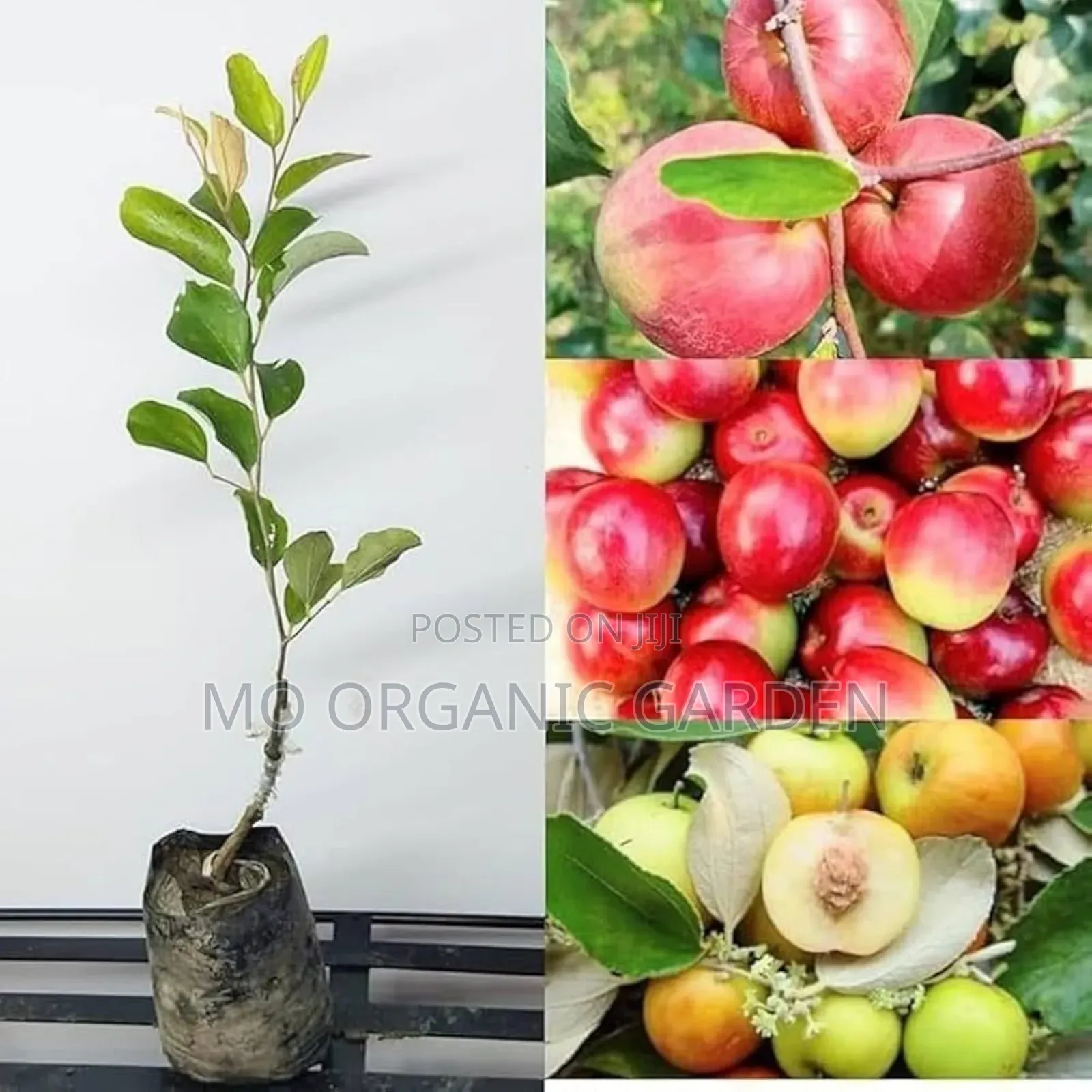 Thai Apple Jujube Seedling Plant