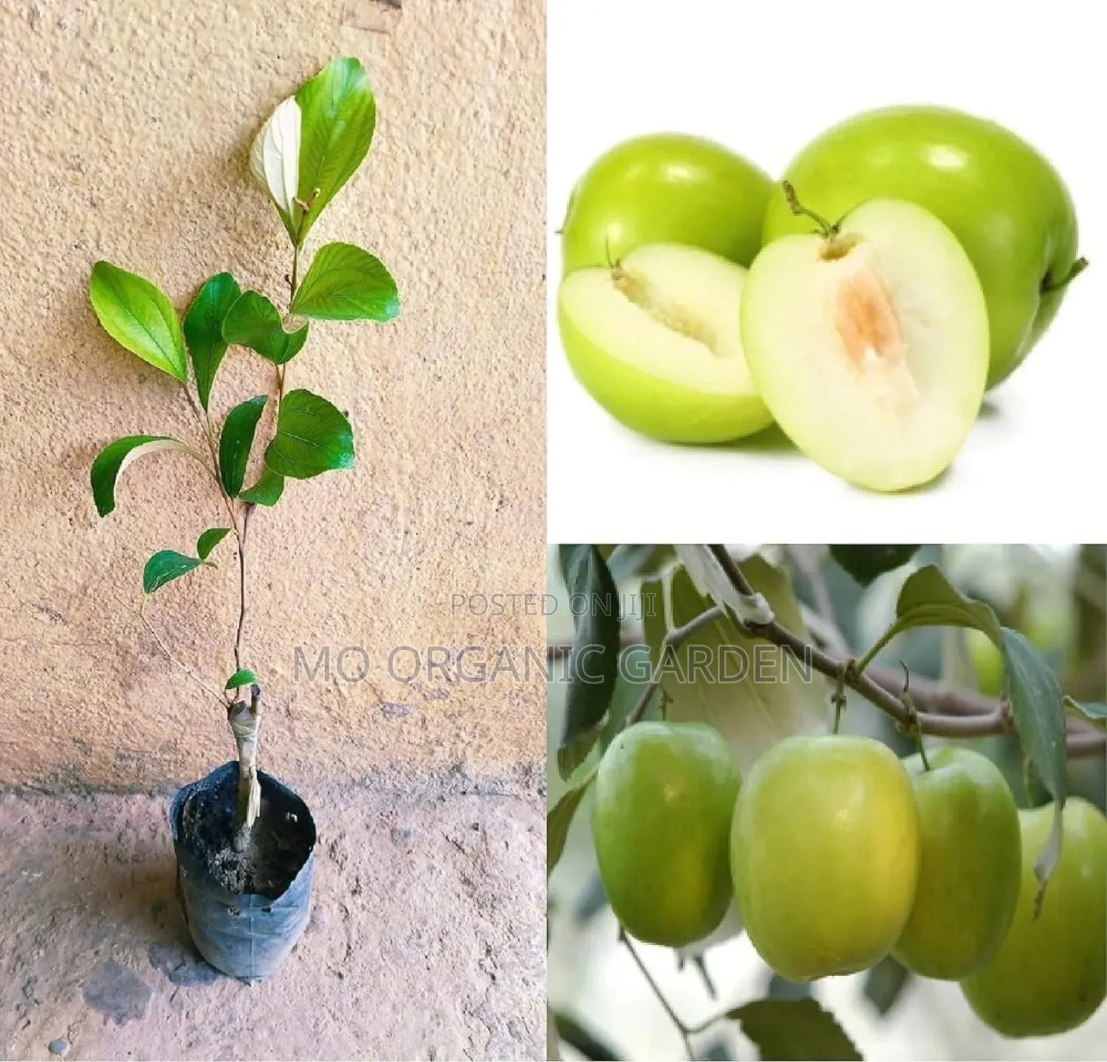 Thai Apple Jujube Seedling Plant