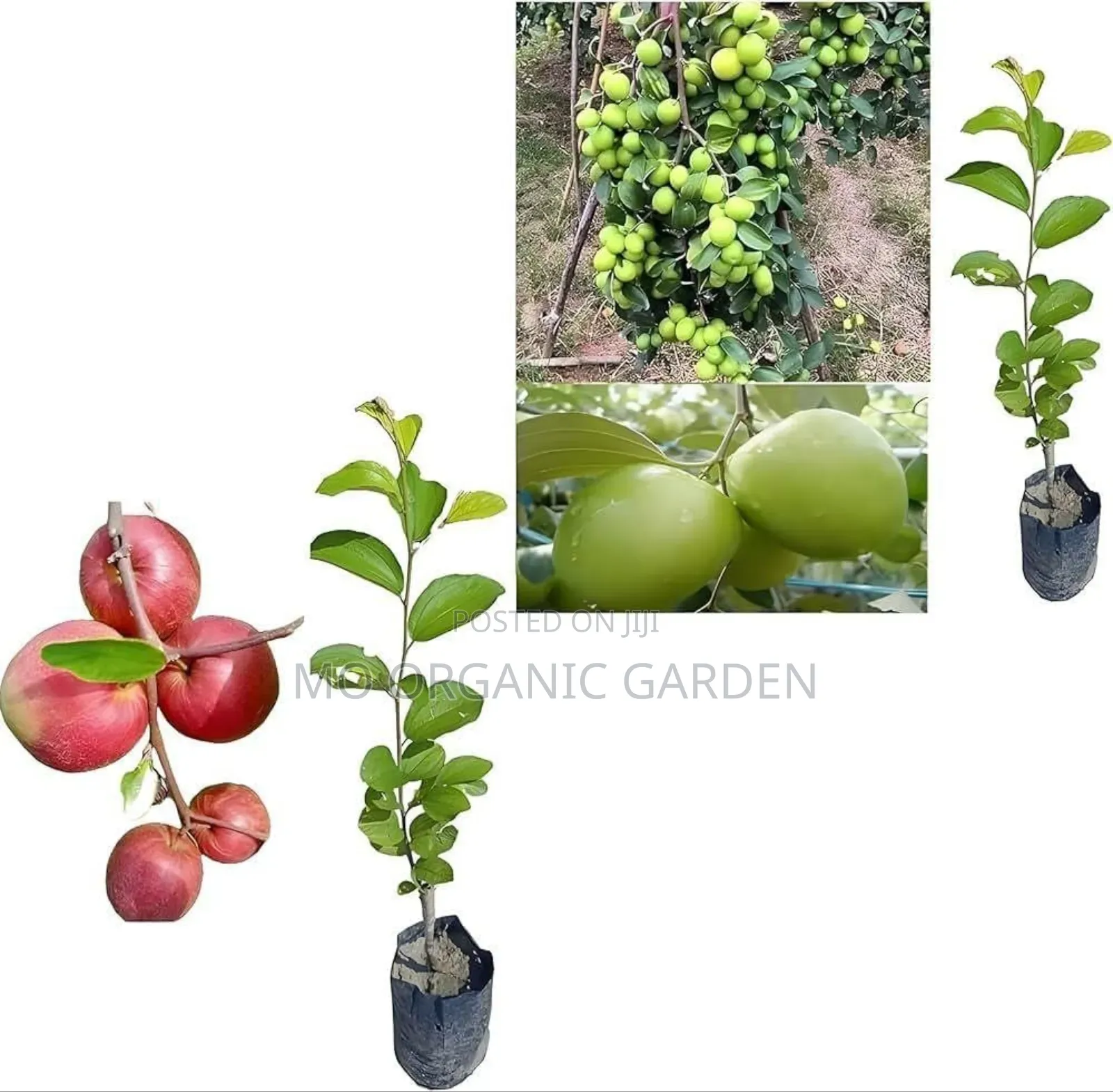 Thai Apple Jujube Seedling Plant