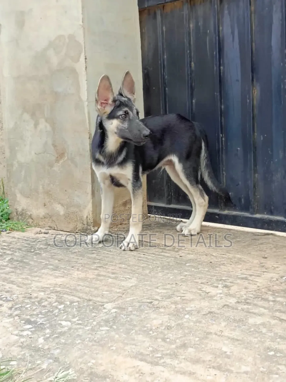 3-6 months Male Purebred German Shepherd