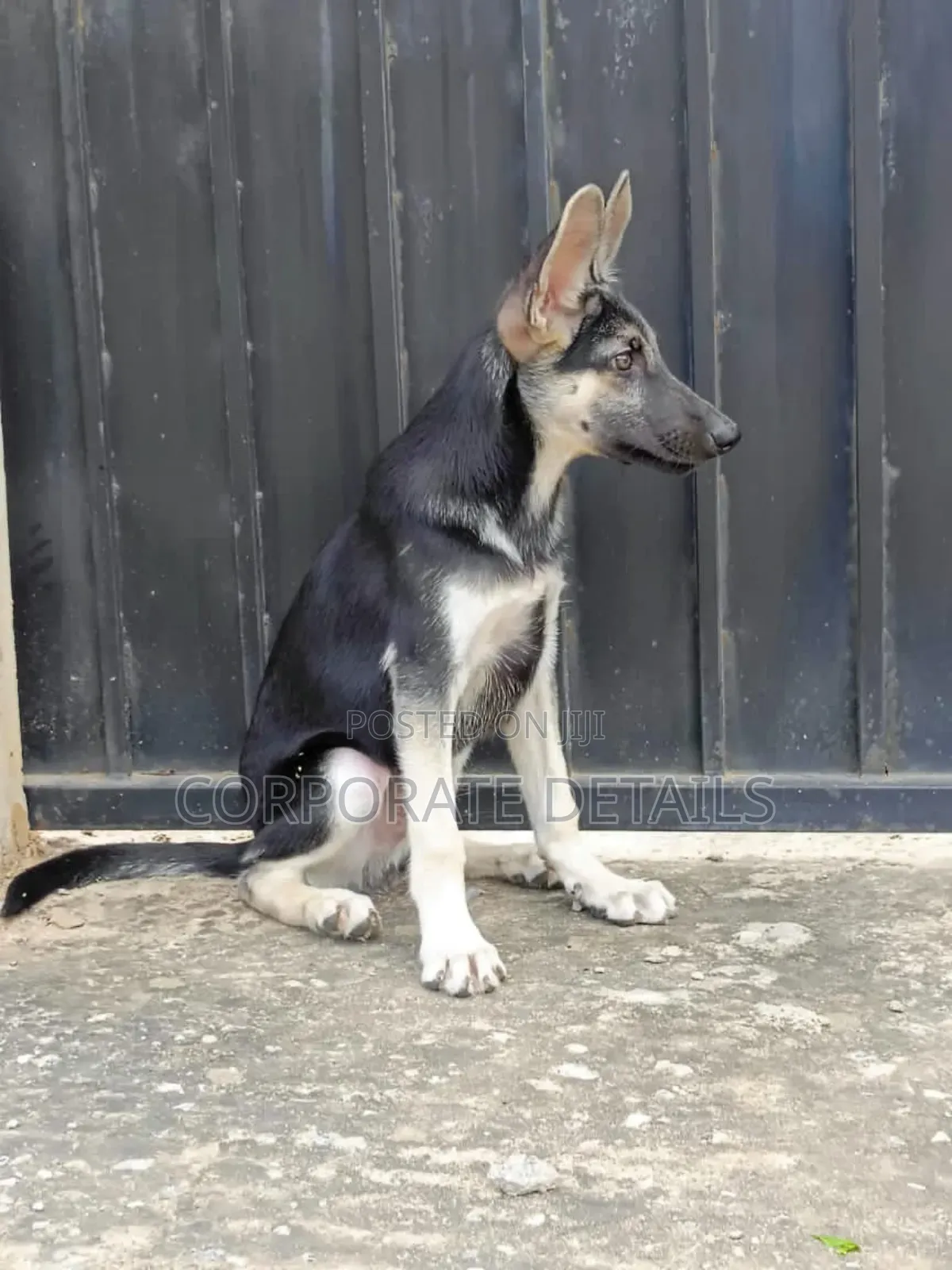 3-6 months Male Purebred German Shepherd