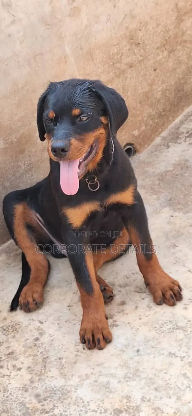 1-3 months Female Purebred Rottweiler
