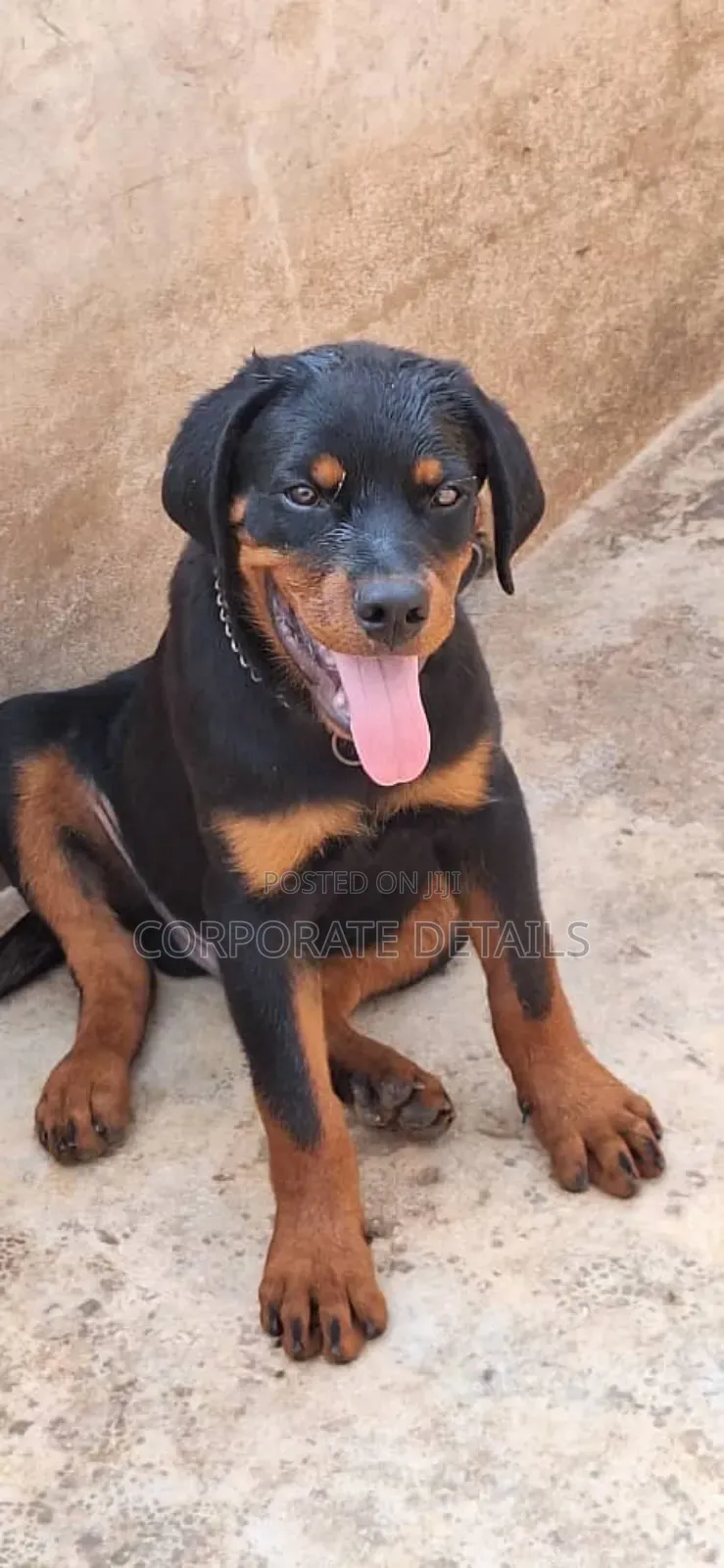 1-3 months Female Purebred Rottweiler