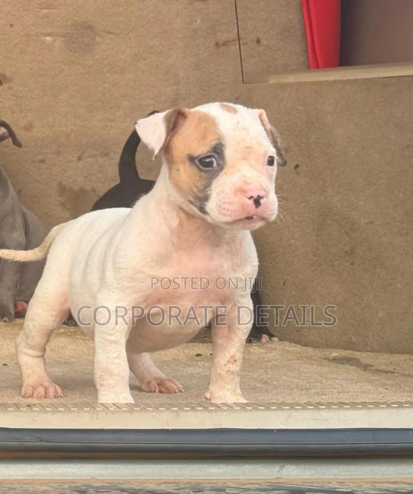 1-3 months Female Purebred American Pit Bull Terrier