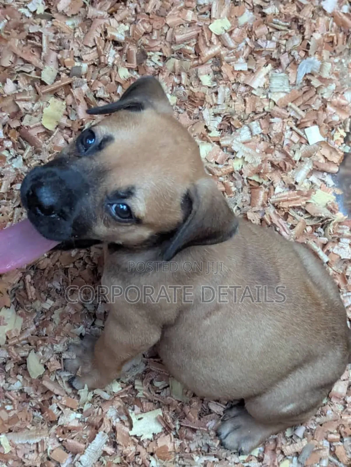 1-3 months Female Purebred Boerboel