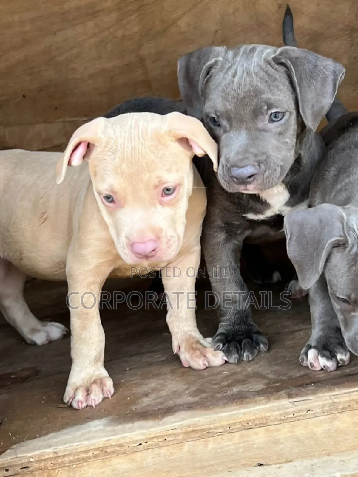 1-3 months Male Purebred American Pit Bull Terrier