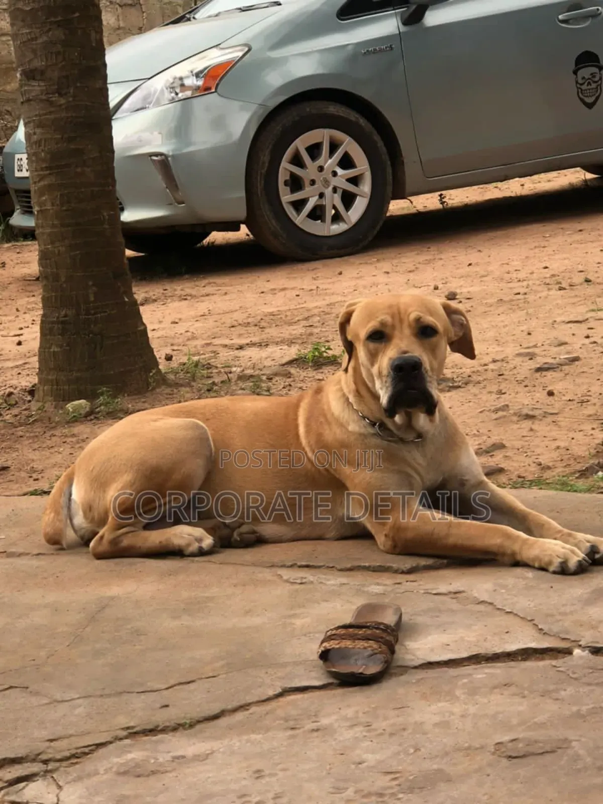 1+ year Female Purebred Boerboel