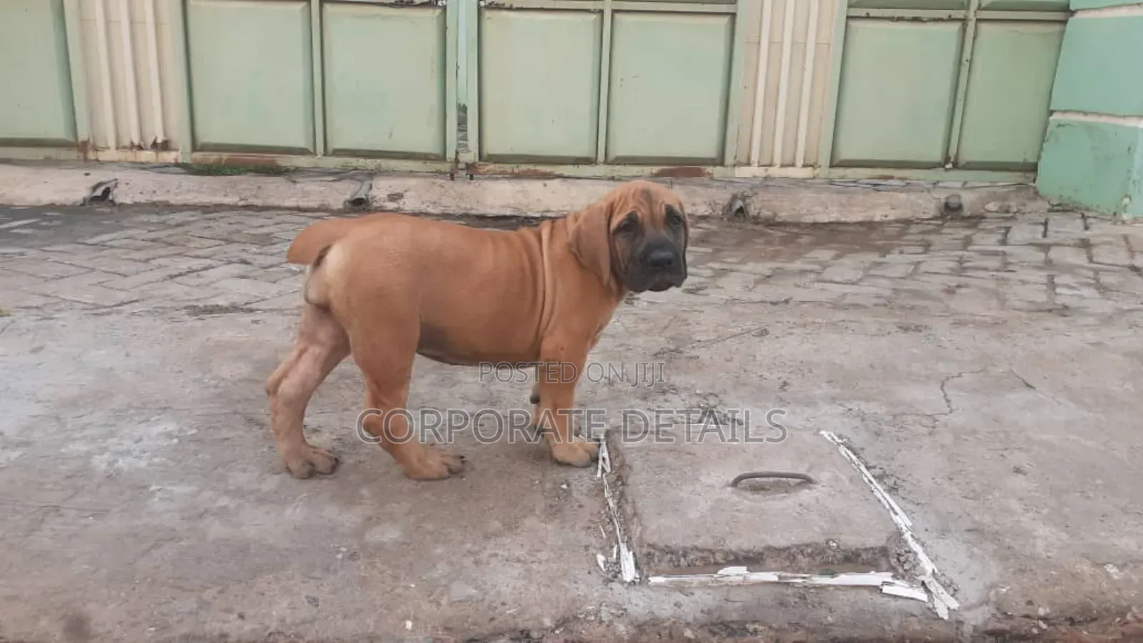 1-3 months Female Purebred Boerboel