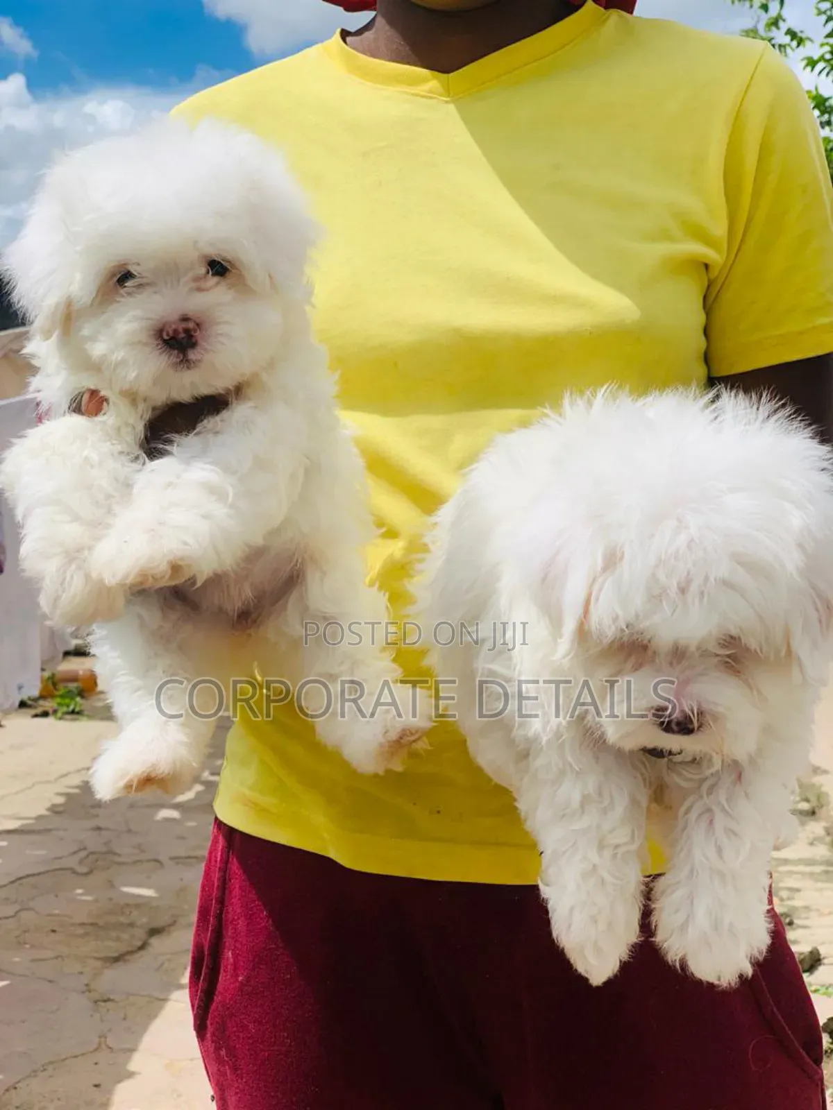 1-3 months Female Purebred Maltese