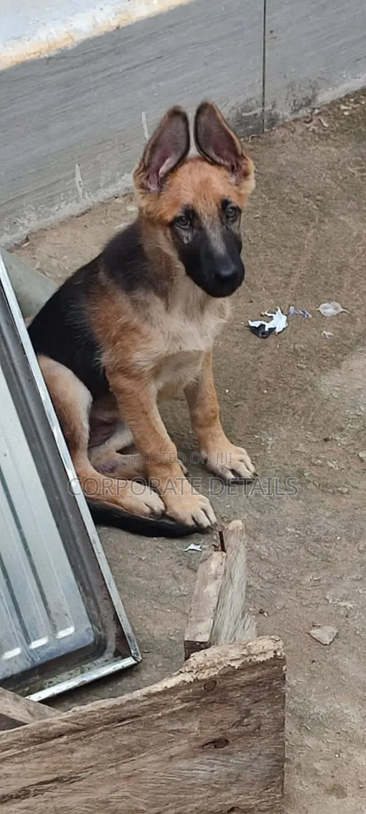 3-6 months Male Purebred German Shepherd