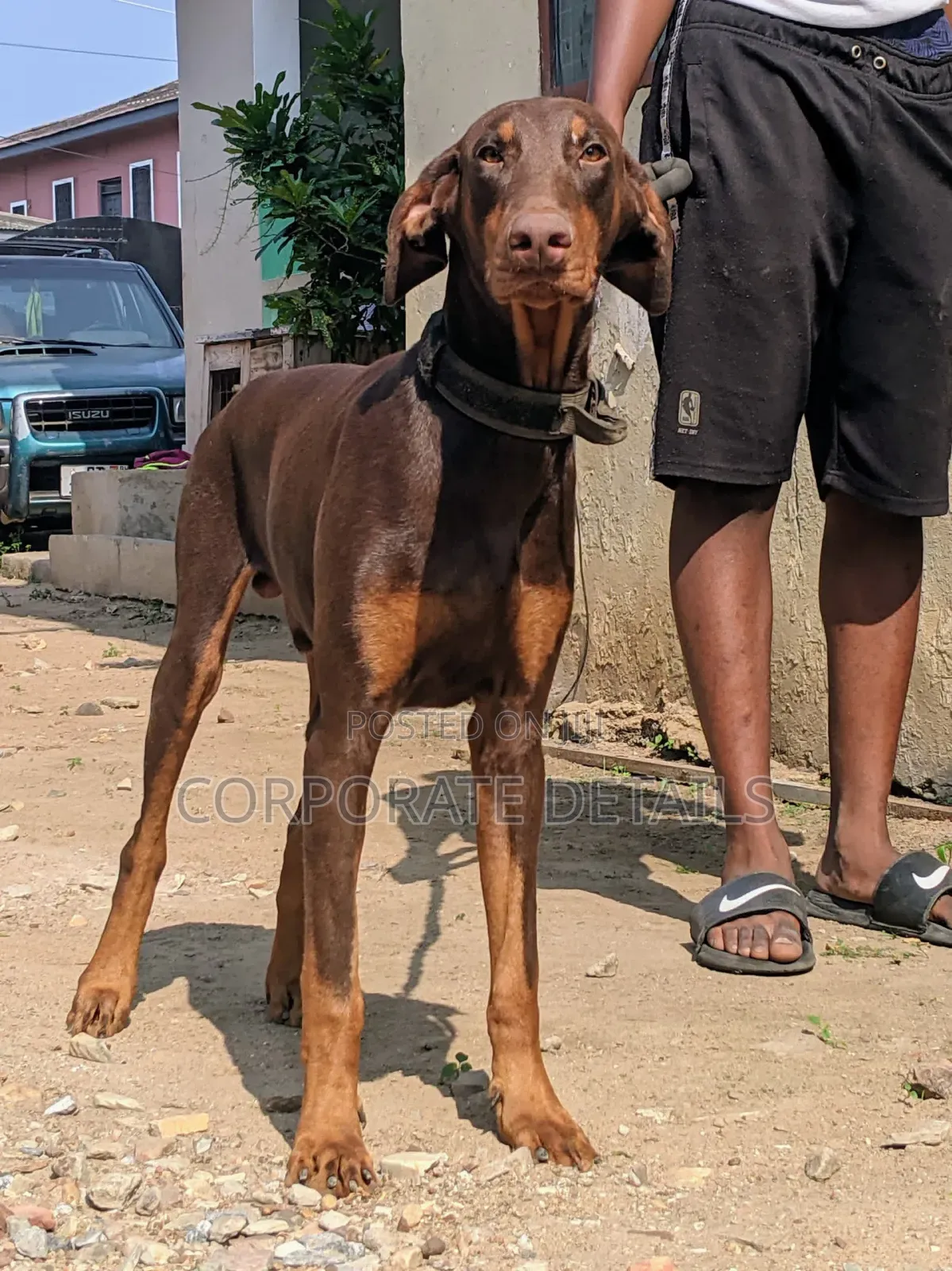 1-3 months Female Purebred Doberman Pinscher