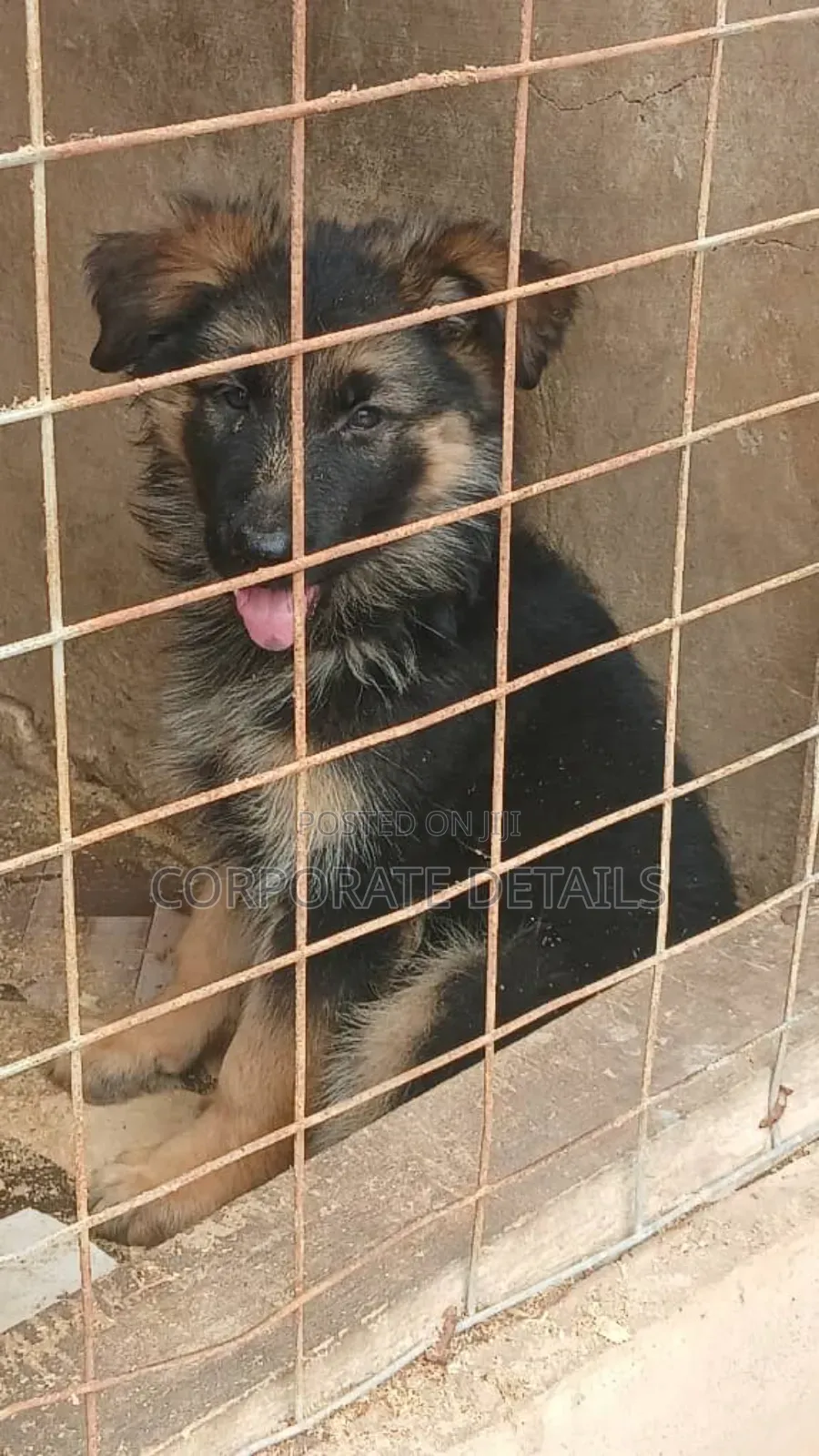 6-12 months Female Purebred German Shepherd