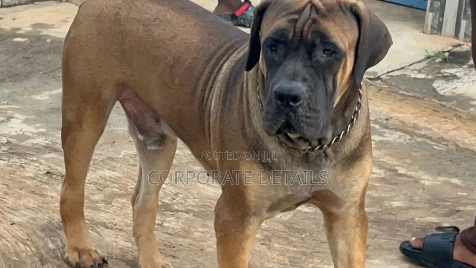 1+ year Male Purebred Boerboel