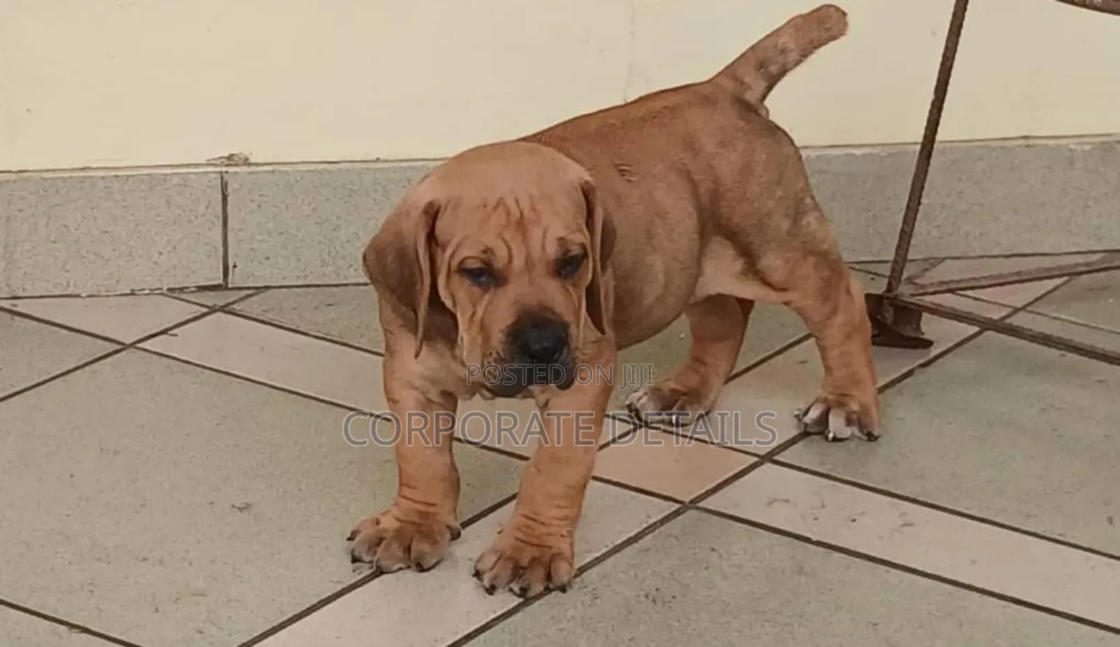 1+ year Male Purebred Boerboel