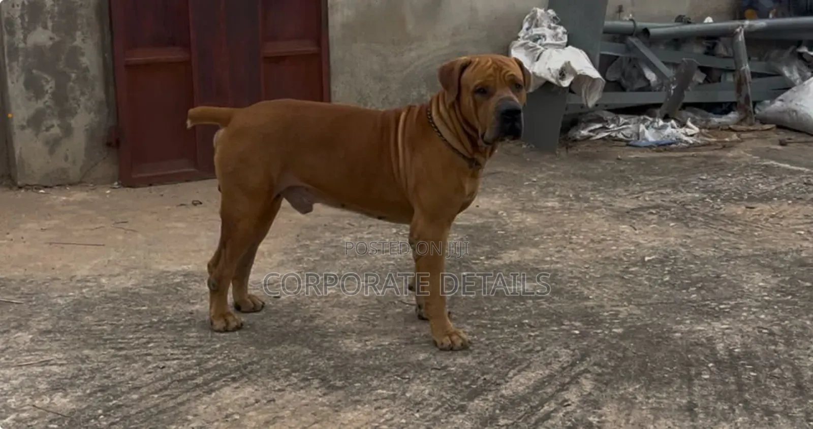 1-3 months Male Purebred Boerboel