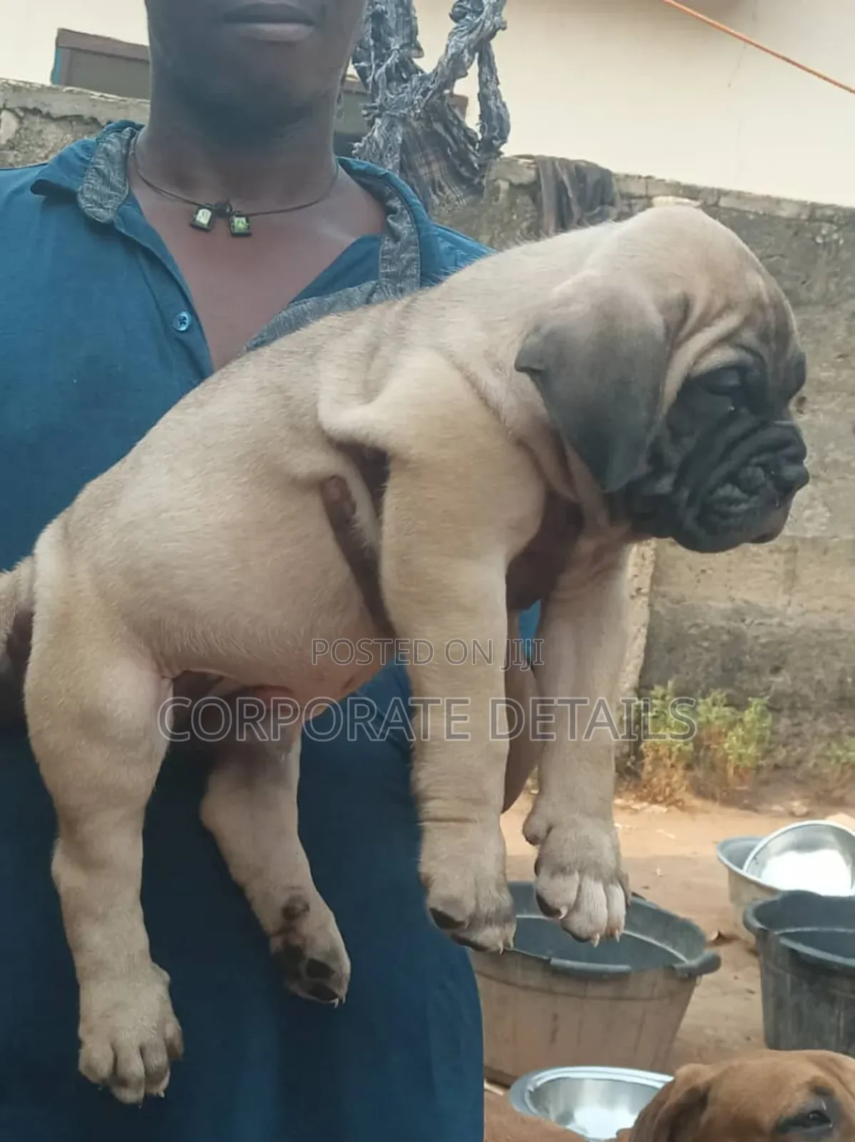1-3 months Male Purebred Boerboel