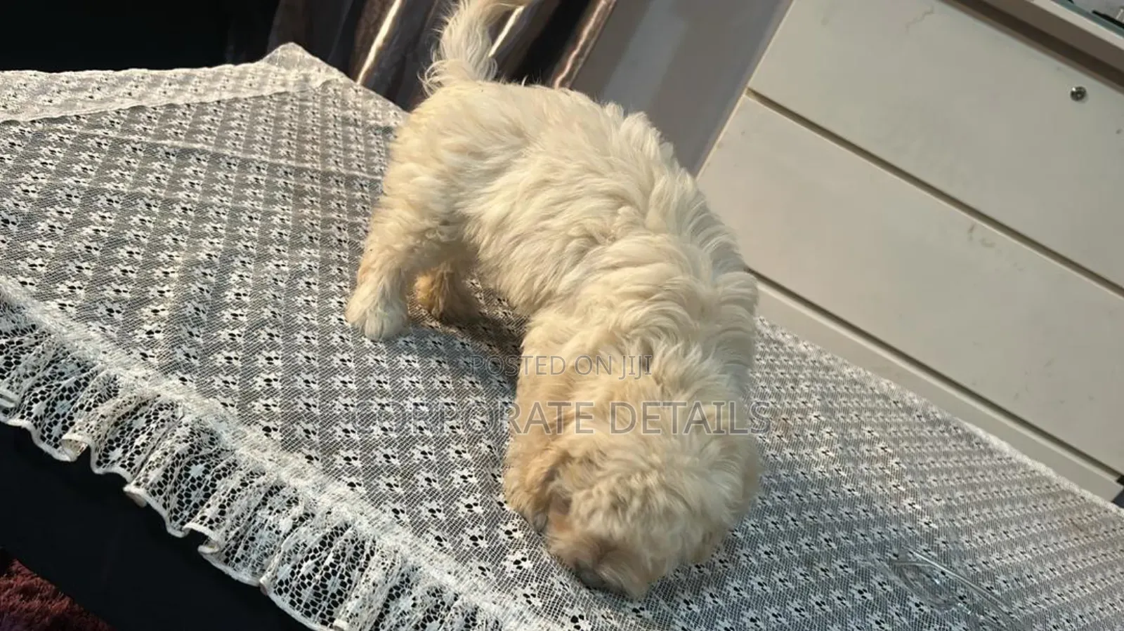 3-6 months Female Purebred Maltese