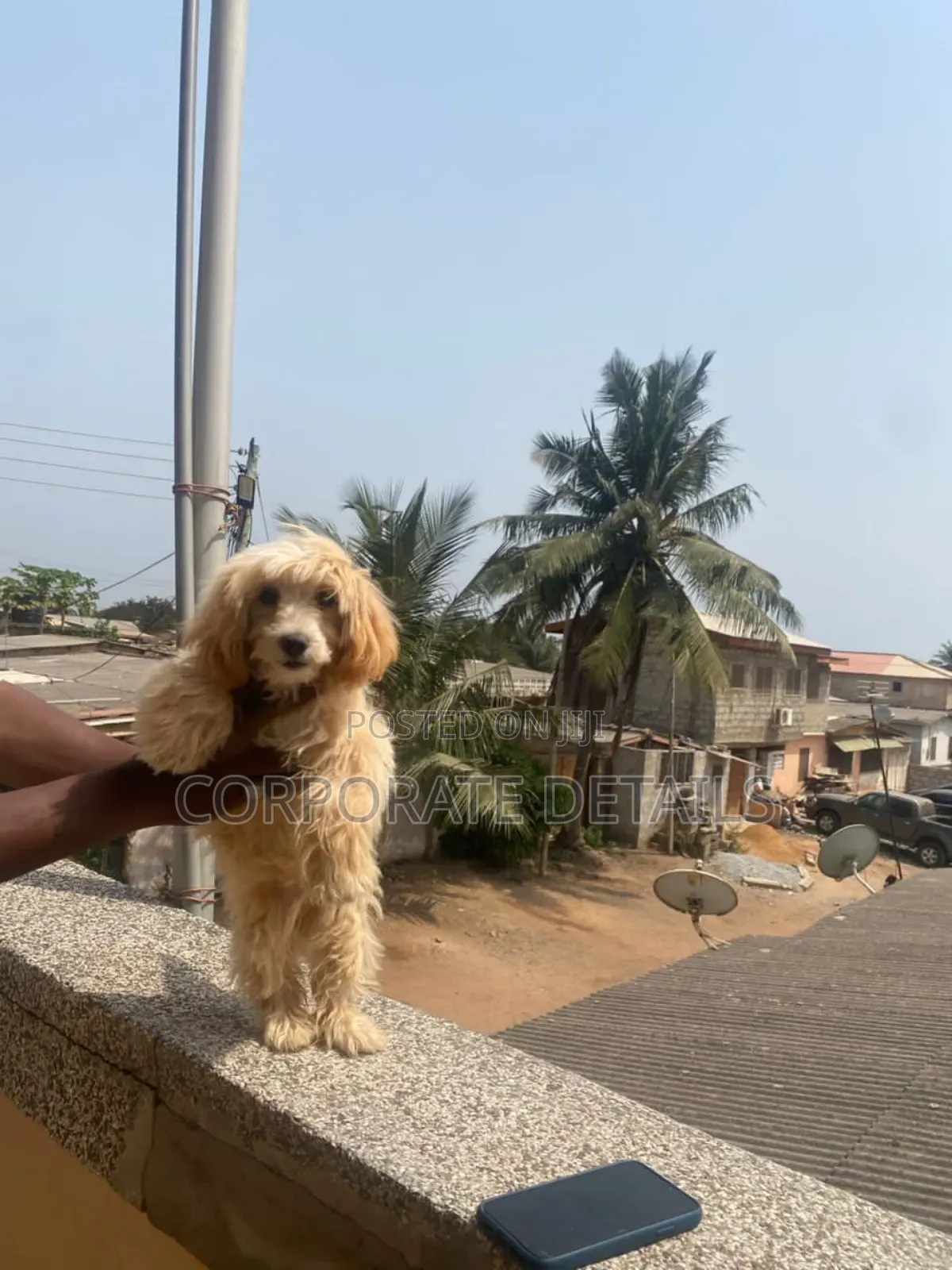 1-3 months Male Purebred Poodle
