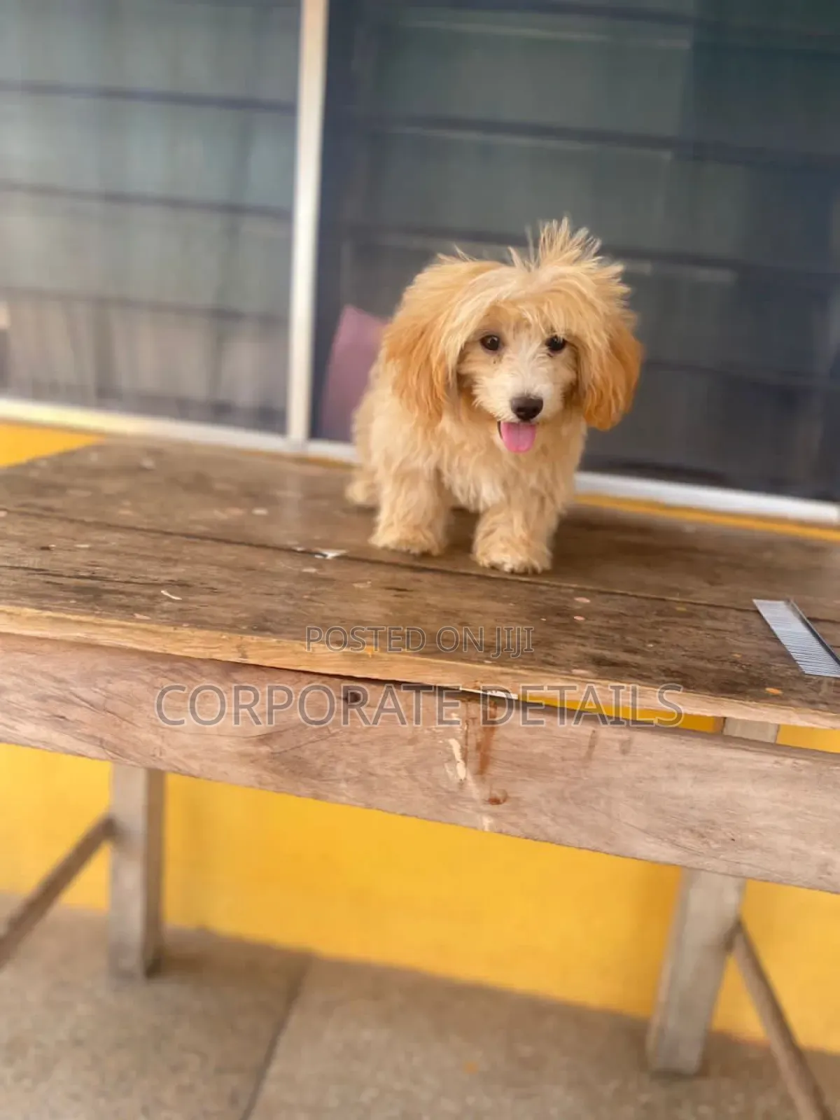 1-3 months Male Purebred Poodle