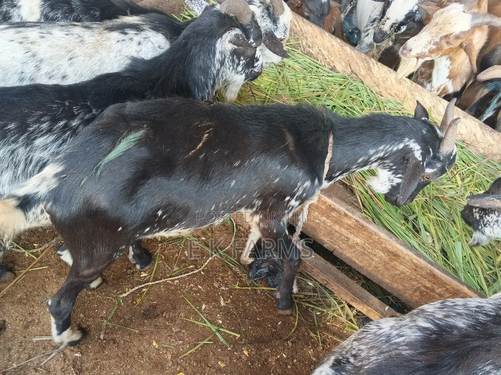 Goats for New Year Celebration