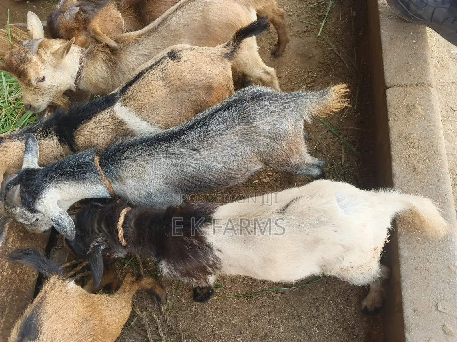 Goats for New Year Celebration