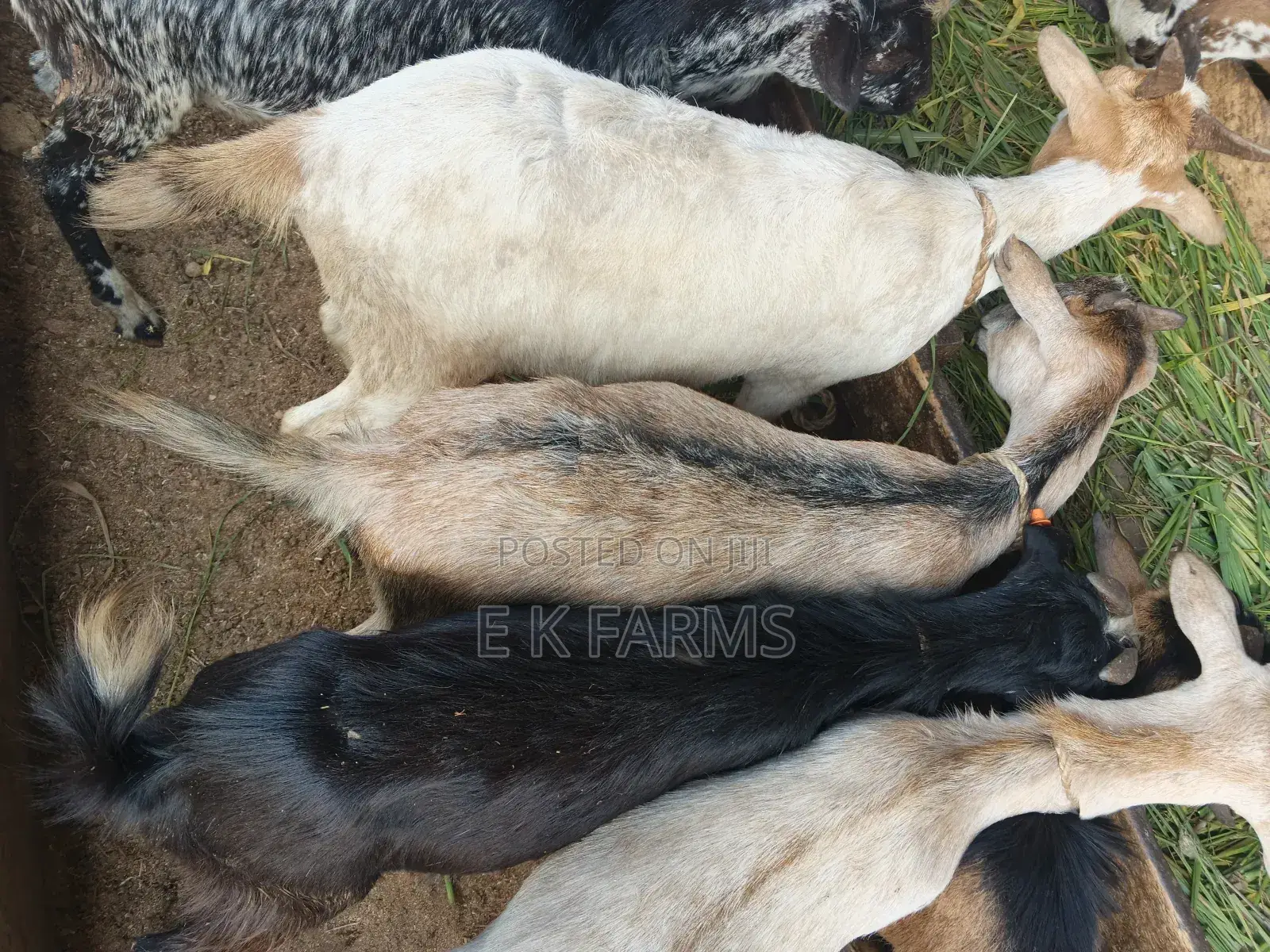 Goats for New Year Celebration