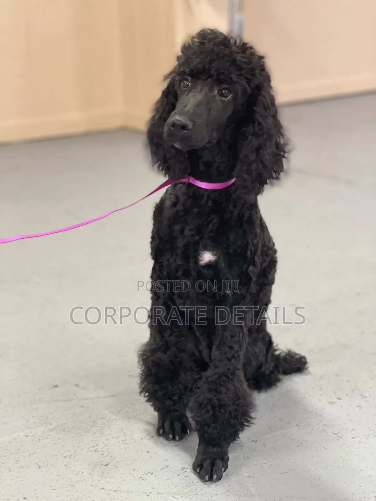 3-6 months Female Purebred Poodle