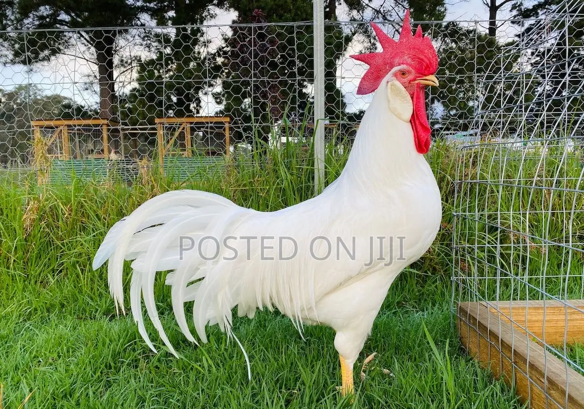 Hyline Cock